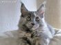 Maine Coon Kätzchen aus Bautzen