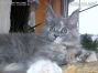 Maine Coon Baby aus Bautzen