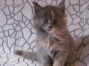 Maine Coon Kitten aus Golenz