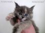 Maine Coon Kitten aus Sachsen