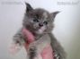 Maine Coon Baby aus Sachsen