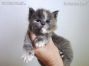 Maine Coon Baby aus Bautzen