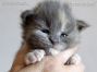Maine Coon Baby aus Deutschland