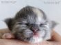 Maine Coon Baby aus Sachsen