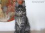 Kitten of Maine Coon Castle