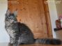 Maine Coon Baby aus Friedrichswalde