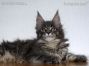 Maine Coon Welpe aus Sachsen