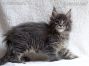 Maine Coon Welpe aus Deutschland