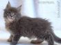 Maine Coon Kätzchen aus Deutschland