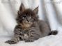 Maine Coon Kitten aus Deutschland