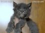 Maine Coon Kitten aus Sachsen