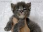 Maine Coon Kitten aus Dresden