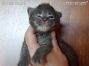 Maine Coon Baby aus Dresden