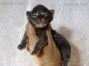 Maine Coon Baby aus Sachsen