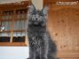 Maine Coon Baby aus dem Bahretal
