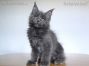 Maine Coon Welpe aus Sachsen