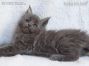 Maine Coon Kätzchen aus Deutschland