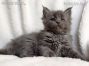 Maine Coon Kitten aus Deutschland