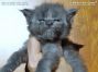 Maine Coon Kitten aus Sachsen