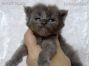 Maine Coon Kitten aus Dresden