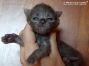 Maine Coon Baby aus Dresden