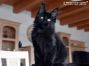 Maine Coon Baby aus Sachsen