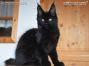 Maine Coon Baby aus Sachsen