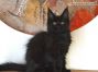 Maine Coon Welpe aus Sachsen