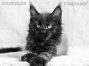Maine Coon Welpe aus Deutschland