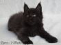 Maine Coon Kätzchen aus Deutschland