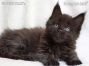 Maine Coon Kitten aus Deutschland