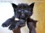 Maine Coon Kitten aus Sachsen