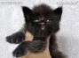 Maine Coon Kitten aus Dresden