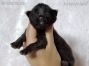 Maine Coon Baby aus Sachsen