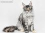 Kyra of Maine Coon Castle 4 Monate alt, 2810g