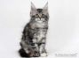 Kyra of Maine Coon Castle 10 Wochen alt, 1440g