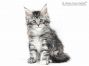 Kyra of Maine Coon Castle 7 Wochen alt, 992g