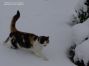 Luzi im ersten Schnee 2012