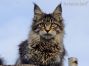 black-tabby-mc Maine Coon Youngster