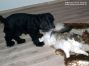 Katzenkumpel Maurice mit Timmi