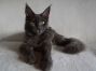Maine Coon Katze Sca´Ramia 6 Monate alt - 3,5 kg