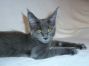Maine Coon Kitten