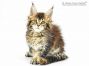 Nadja of Maine Coon Castle 10 Wochen alt, 1290g