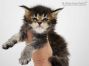 Nadja of Maine Coon Castle 4 Wochen alt, 530g