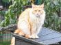 Nanny of Maine Coon Castle 2 Jahre und 8 Monate alt