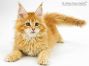 Nanny of Maine Coon Castle 10 Wochen alt, 1405g