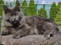 blaue Maine Coon Katze aus Dresden