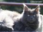 blaue Maine Coon Katze