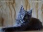 blue Maine Coon Baby