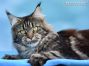 black-tabby-cl Maine Coon Katze